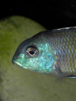 Tramitichromis Lituris Mdoka1.JPG Tramitichromis Lituris Mdoka1.JPG