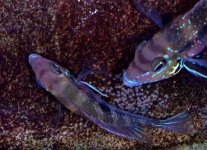 DSC_3807legg.jpg