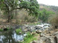 Astatheros robertsoni (Rio Jutipada.jpg