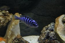 IMG_0280b.jpg