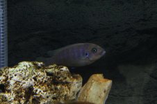 IMG_0281b.jpg