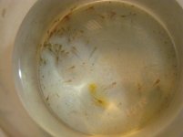 Caridine 3 061.jpg Caridine 3 061.jpg