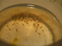 Caridine 3 064.jpg Caridine 3 064.jpg