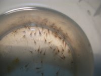 Caridine 3 068.jpg Caridine 3 068.jpg