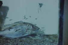 Fishroom 155.jpg Fishroom 155.jpg