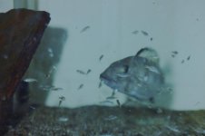 Fishroom 156.jpg Fishroom 156.jpg