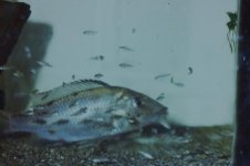 Fishroom 157.jpg Fishroom 157.jpg