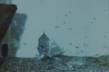 Fishroom 158.jpg Fishroom 158.jpg