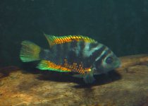 Cryptoheros nigrofasciatus.jpg Cryptoheros nigrofasciatus.jpg