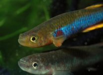 ocellatum GJS 2000-05 SikaSika.jpg ocellatum GJS 2000-05 SikaSika.jpg