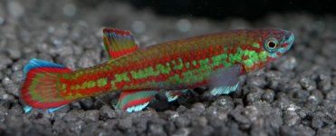 primigenium GBM88-10.JPG primigenium GBM88-10.JPG