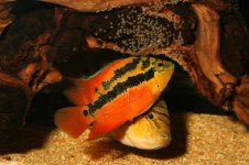 salvini 2.jpg salvini 2.jpg