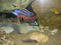 acquario mio con moduli 012.jpg