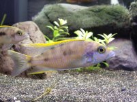 Otopharynx lithobates M.jpg