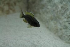 IMG_3915b.jpg
