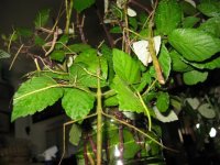 Baculum Thai 014.jpg
