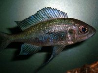 nuove acquario piu varie 021.jpg
