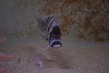 DSC_0339.jpg DSC_0339.jpg