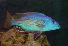 2 Nimbochromis fuscotaeniatus.jpg 2 Nimbochromis fuscotaeniatus.jpg