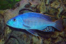 Nimbochromis fuscotaeniatus.jpg Nimbochromis fuscotaeniatus.jpg
