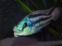 Chilotilapia-euchilus.jpg Chilotilapia-euchilus.jpg