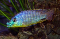 Protomelas-ornatus.jpg Protomelas-ornatus.jpg