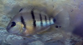 DSC_4498legg.jpg