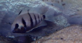 DSC_4502legg.jpg