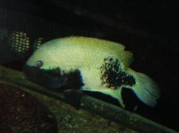 labridens 020.jpg labridens 020.jpg