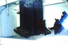 Fishroom 026.jpg