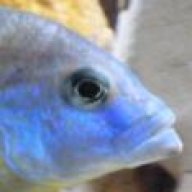 Marti
