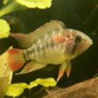 Astronotus