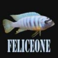 feliceone