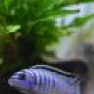 m.magnifico