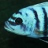 Stefano81