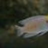 ...Cichlid...