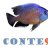 conte92