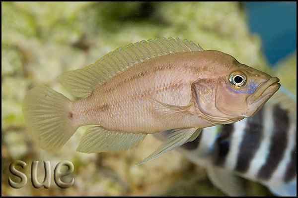 Neolamprologus-prochilus-man-600x400.jpg